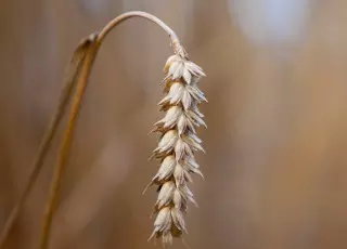 Cours du blé de Chicago : franchissement de la résistance à 437,25$